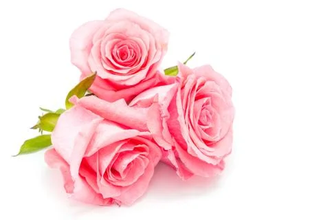 Pink rose Stock Photos