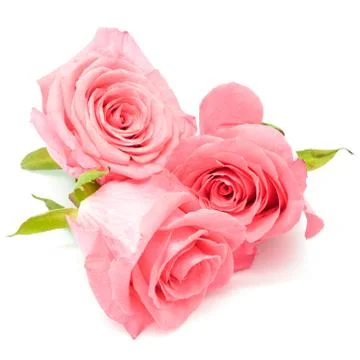 Pink rose Stock Photos