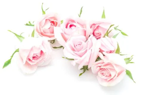 Pink rose Stock Photos