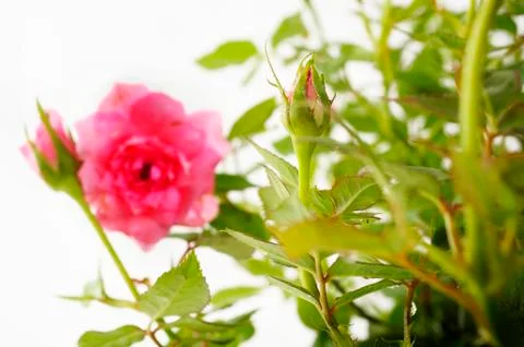 Pink rose Stock Photos