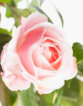 Pink rose Stock Photos