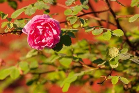 Pink rose Stock Photos