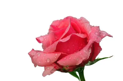 Pink rose Stock Photos