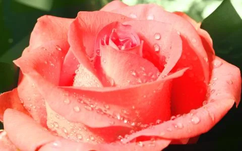 Pink rose Stock Photos
