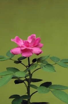 Pink Rose Stock Photos