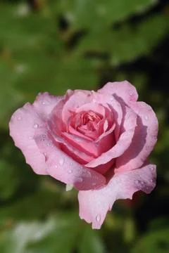 Pink Rose Stock Photos