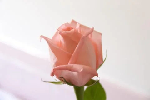 Pink Rose 写真素材