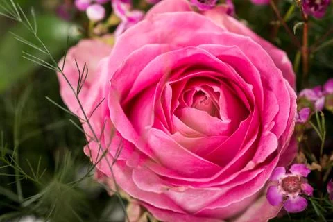 Pink Rose Stock Photos