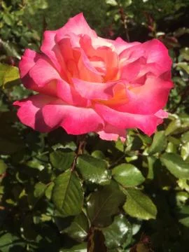 A Pink Rose Stock Photos