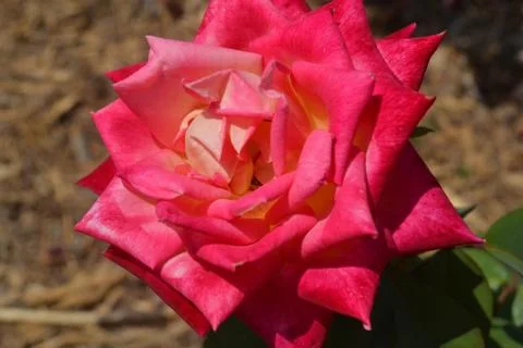 Pink rose Foto stock