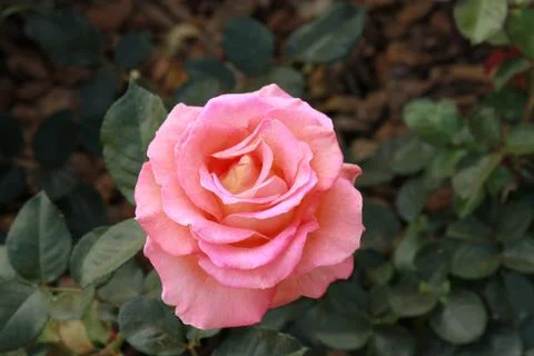 Pink Rose Stock Photos