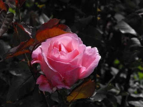 Pink Rose Stock Photos