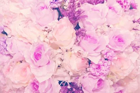 Pink rose Foto stock