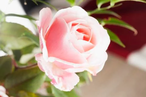 Pink rose Foto stock