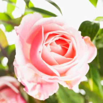 Pink rose Foto stock