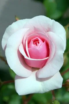 Pink rose Stock Photos