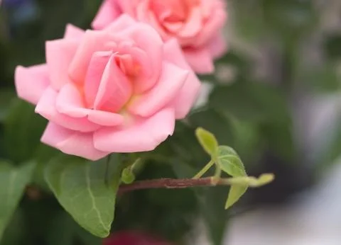 Pink rose Stock Photos