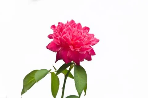 Pink Rose Stock Photos