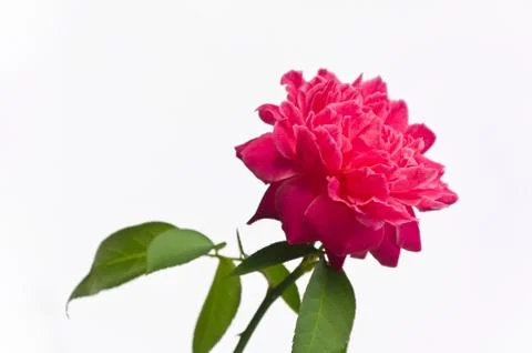 Pink Rose Stock Photos