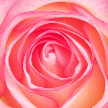 Pink Rose Foto stock