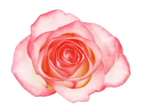 Pink Rose Foto stock