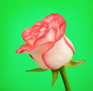 Pink Rose Stock Photos