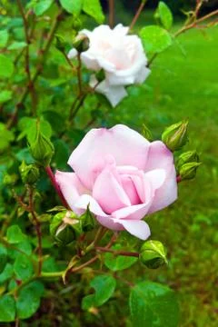Pink rose Stock Photos