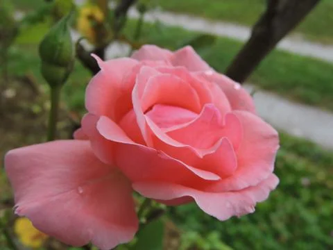 A pink rose Stock Photos