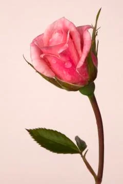 Pink Rose Stock Photos