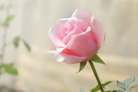 Pink rose Stock Photos