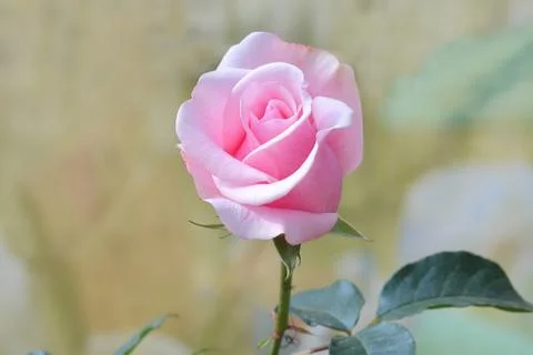 Pink rose Stock Photos