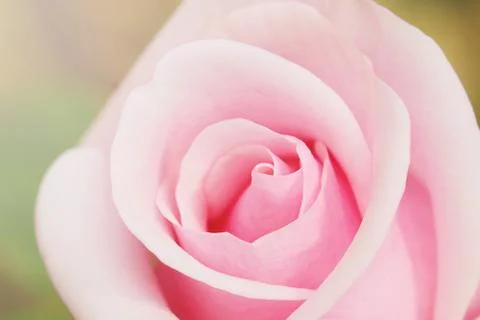 Pink rose Stock Photos