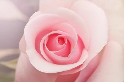 Pink rose Stock Photos