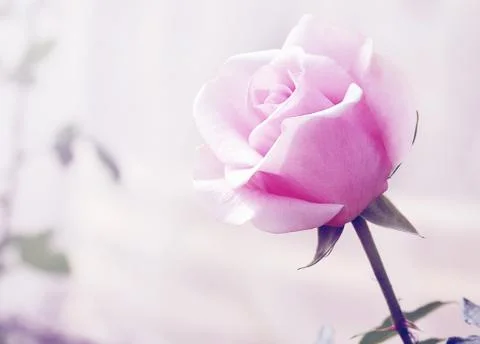 Pink rose Stock Photos