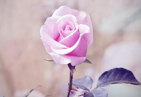 Pink rose Stock Photos