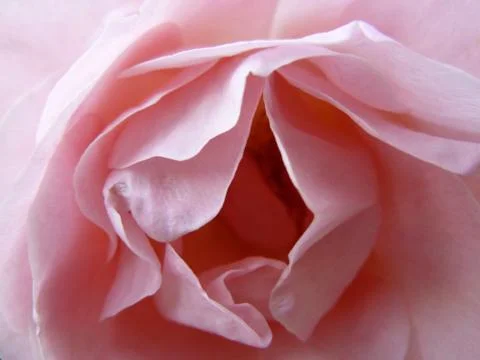 Pink rose Stock Photos
