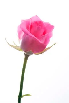 Pink rose Stock Photos