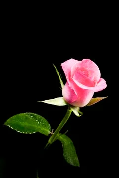 Pink rose Stock Photos