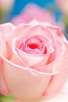 Pink Rose Stock Photos