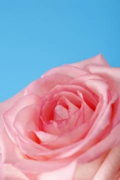 Pink rose Foto stock