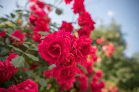 Pink rose Stock Photos