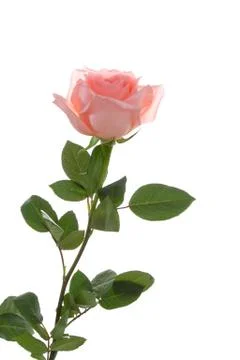 Pink rose Stock Photos