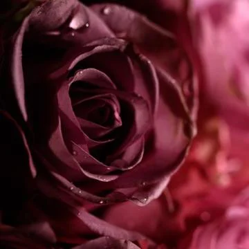 Pink rose Stock Photos