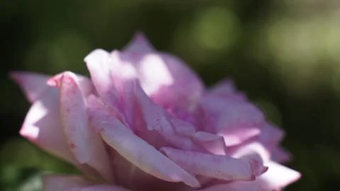 Pink Rose 스톡 사진