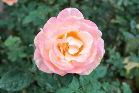 Pink Rose Stock Photos