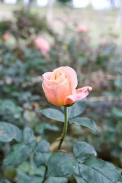 Pink Rose 库存照片