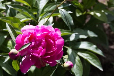Pink rose Stock-Fotos