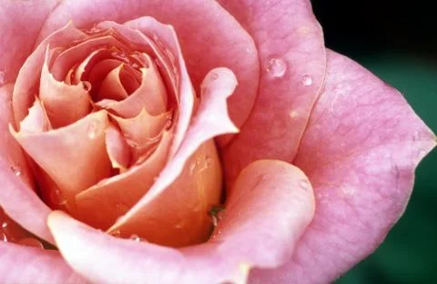 Pink rose Фото