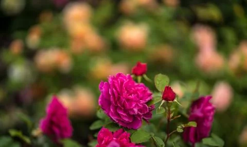 Pink Rose Stock Photos