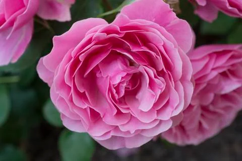 Pink rose Stock Photos